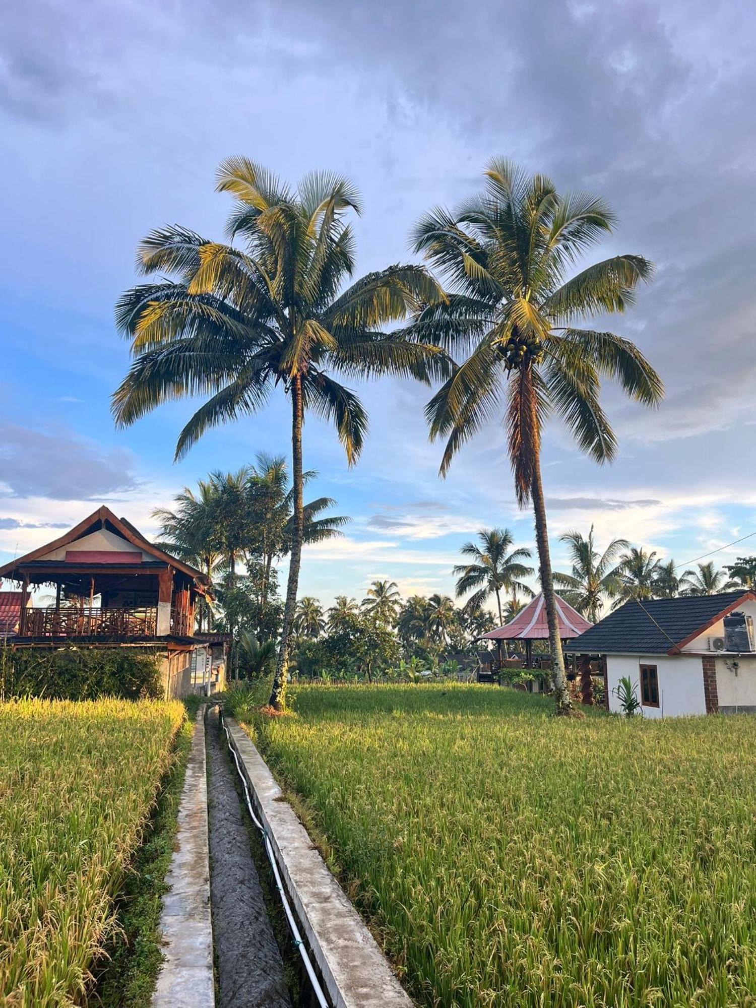 Rice Field Inn - Lombok Tetebatu Exterior photo